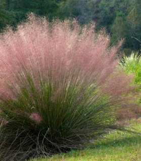 Muhlenbergia capillaris